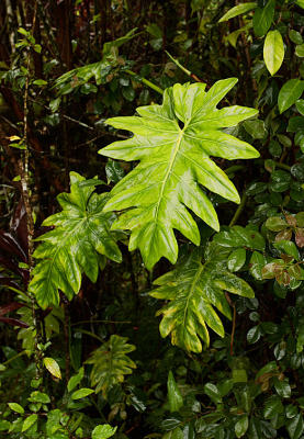 Walk to Akaka falls.