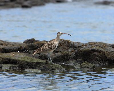 Bristled-thighed curlew.