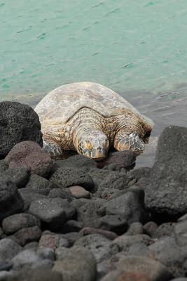 The old turtle.