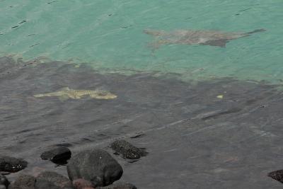 Fish'n turtle.