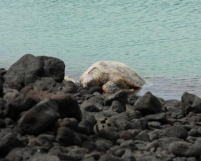The old turtle.