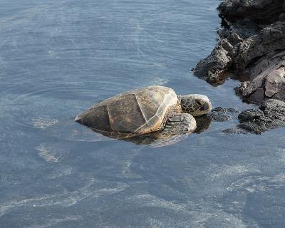 Turtle on the rocks.