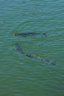 Feeding mullet.
