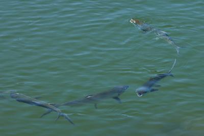 Feeding on alge....