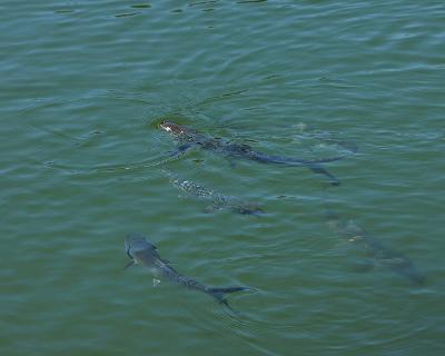 Feeding mullet.