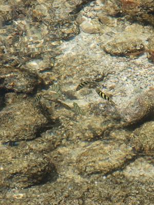 Tidepool fish.
