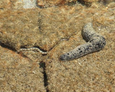 Small murray eel and seacucumber.