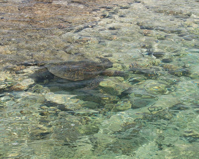Cruising turtle.