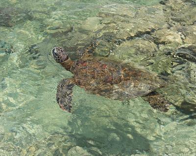 Cruising turtle.