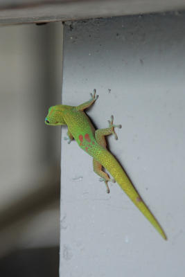 Gecko. Finally found one.