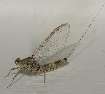 Santa Clara Mayfly.