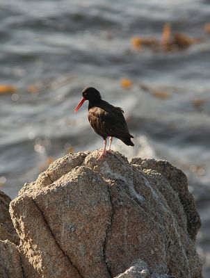 Point Lobos 2006