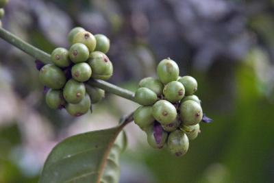 Coffee beans