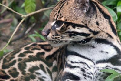 Ocelot