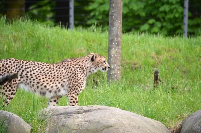 Cheetah