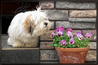 Eli and his pot of pansies