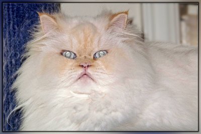 Missy's Persian Cat