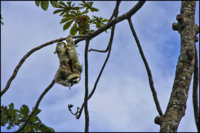 Bruce the Sloth: Veragua Rain Forest Costa Rica