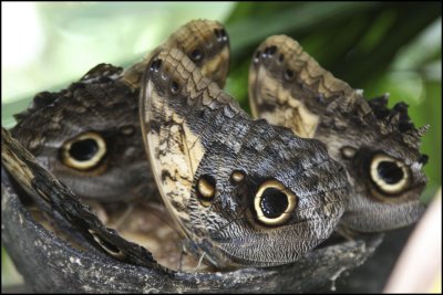 Butterflies feeding on banana: Veragua Rain Forest Costa Rica