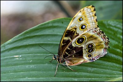 Butterfly in Costa Rica Veragua Rain Forest Costa Rica