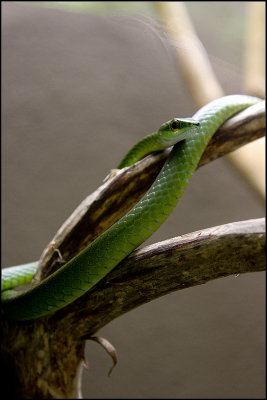 Green snake Veragua Rain Forest Costa Rica