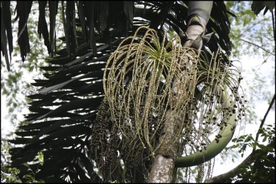 Interesting Plant in  Veragua Rain Forest Costa Rica