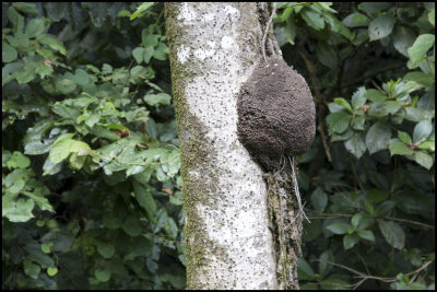 Termite Nest in Veragua Rain Forest Costa Rica
