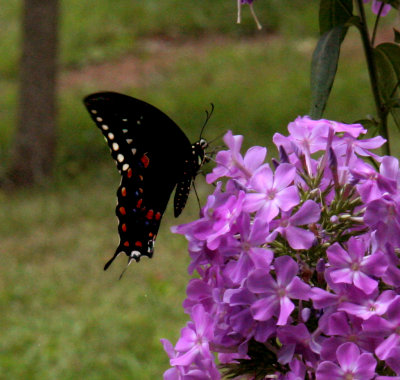 Butterfly on Franz Schubert garden phlox