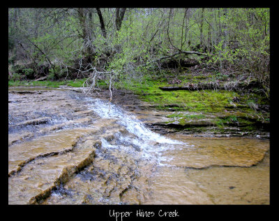 Upper Hines Creek (Yes, it is in my back yard)