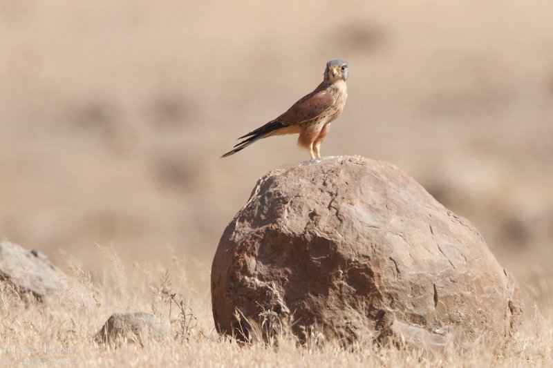 Kestrel TP_11946 - Version 2.jpg