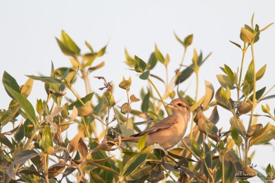 Isabelline shrike TP_11320 - Version 2.jpg