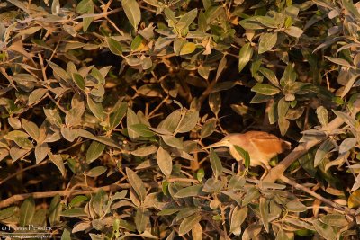 Yellow bittern TP_11334 - Version 2.jpg