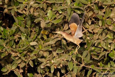 Yellow bittern TP_11366 - Version 2.jpg