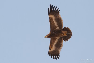 Steppe eagle TP_11594 - Version 2.jpg