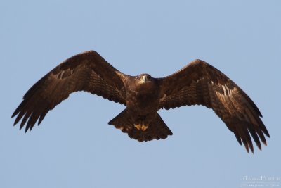 Steppe eagle TP_11608 - Version 2.jpg