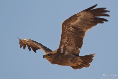 Steppe eagle TP_11690 - Version 2.jpg