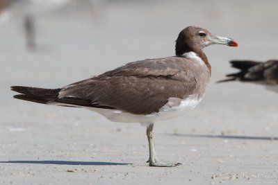 Sooty gull TP_12185 - Version 2.jpg