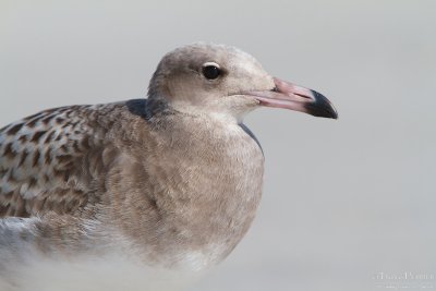 Sooty gull TP_12195 - Version 2.jpg