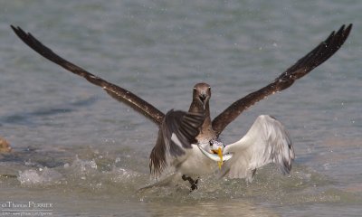 Sooty gull and Swift tern TP_19916 - Version 2.jpg