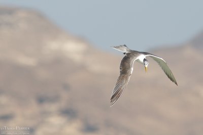 Swift tern TP_12226 - Version 2.jpg