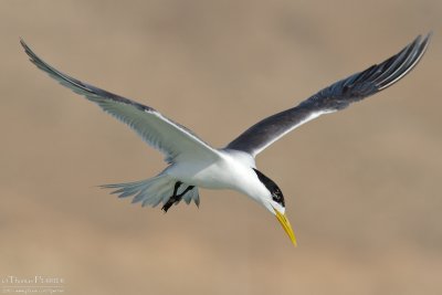 Swift tern TP_19923 - Version 2.jpg