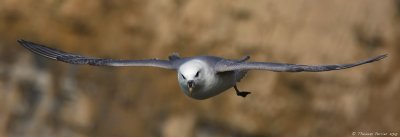 Fulmar-Boulogne_0031 new.jpg