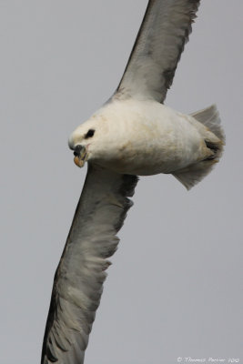 Fulmar-Boulogne_0593 new.jpg