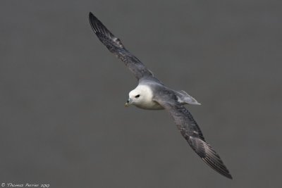 Fulmar-Boulogne_0596 new.jpg