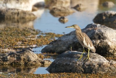 Indian pond heron TP_20029.jpg