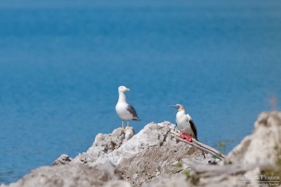 Fou à pieds rouges (Sula sula)-Lac de Ste Croix_MG_6758.jpg