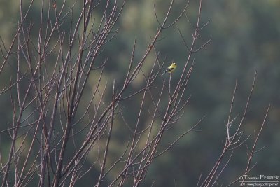 American Goldfinch - Amherst_3675.jpg