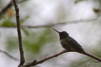 Ruby-throated hummingbird - Amherst_3840.jpg