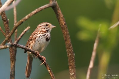 Song sparrow - Amherst_3685.jpg