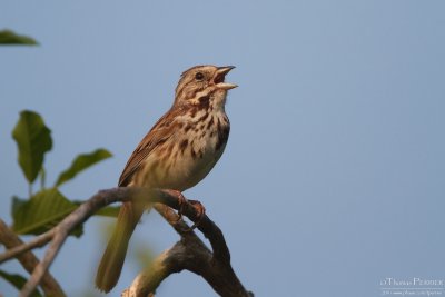 Song sparrow - Amherst_3696.jpg